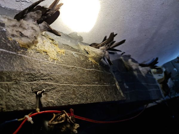 Khai thác tổ yến tại Yến Sào Quảng Nam Tấn Hưng