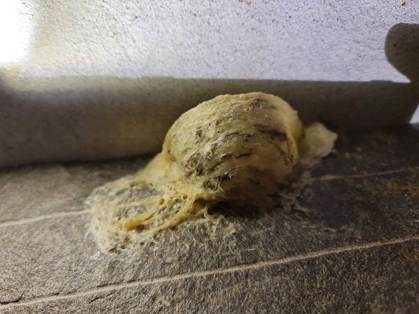 Nơi nào ở Việt Nam có loại yến sào được công nhận ngon nhất thế giới?