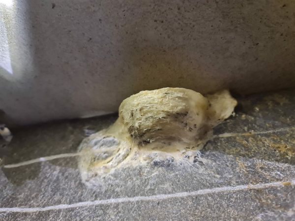 Yến sào là gì? 7 công dụng của yến sào, lưu ý sử dụng yến sào