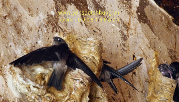 Yến Sào Cù Lao Chàm tại Quảng Ngãi