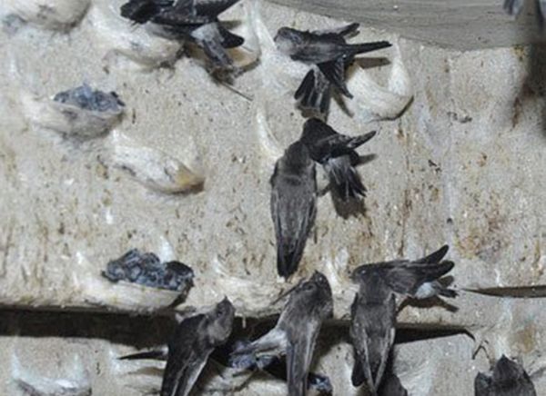 Chim yến làm tổ như thế nào - Yến sào Tấn Hưng