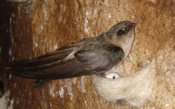 Yến Sào Tấn Hưng Đà Nẵng - Công dụng của Yến Sào