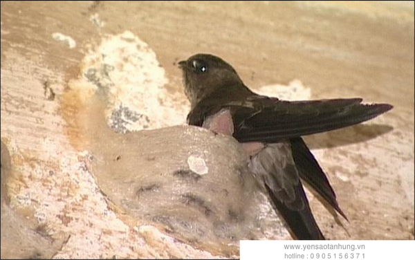 Yến Sào Cù Lao Chàm tại Thanh Hóa