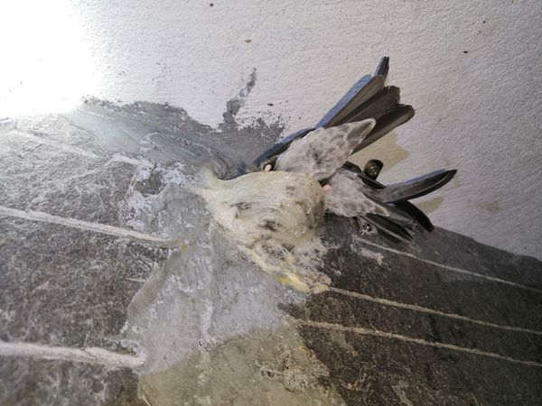 Hiệu quả và lợi ích của yến sào đối với sức khỏe và điều trị