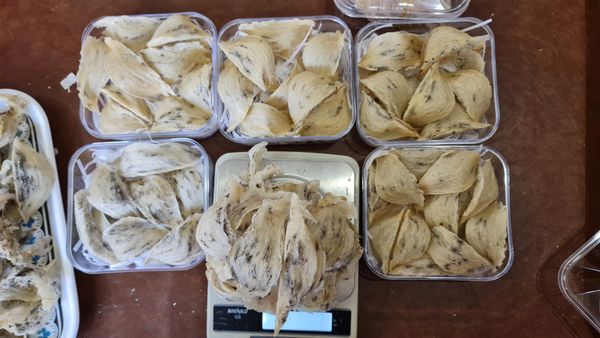 YẾN SÀO CÙ LAO CHÀM TẠI HÀ NỘI