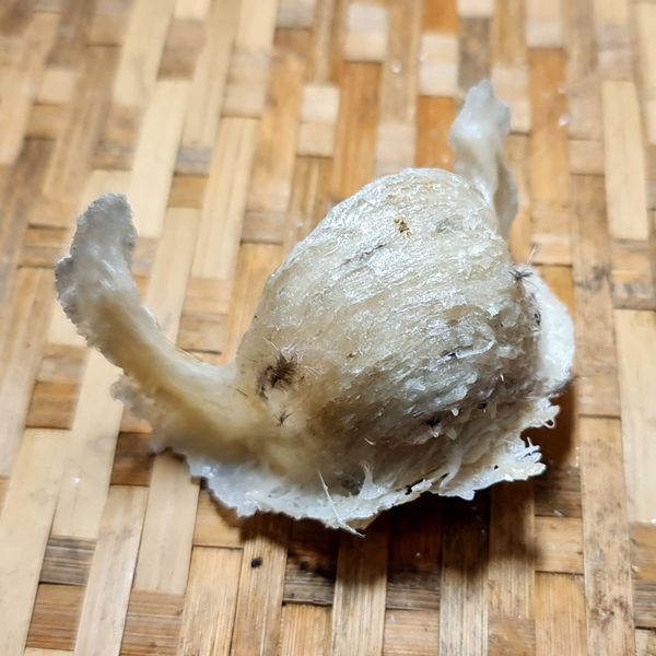 MUA TỔ YẾN SÀO Ở ĐÂU TẠI ĐÀ NẴNG CHẤT LƯỢNG, UY TÍN ?