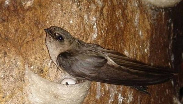 Sự khác nhau giữa Yến Thô - Yến sạch lông