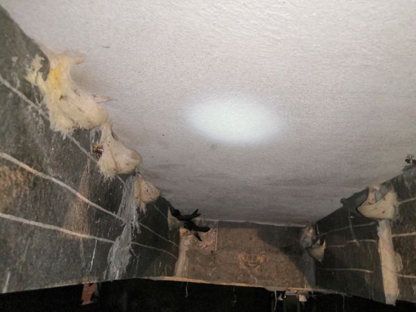 Yến sào làm sạch mini nguyên sợi chia sẵn cho bé, tươi mới tại Đà Nẵng