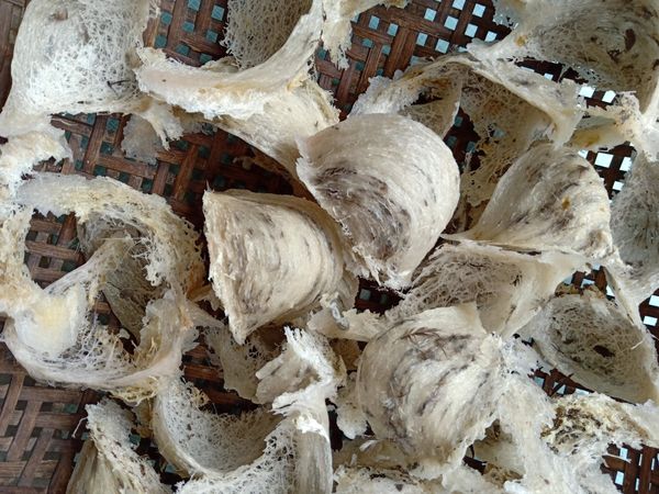 Yến Sào Cù Lao Chàm tại Bảo Lộc