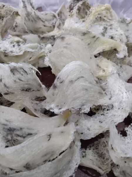 Yến sào có ăn được không nếu lông hơi nhiều ?