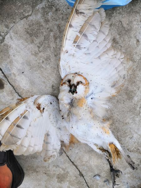 Bắt con cú heo ăn chim yến, quá hay - Yến sào Tấn Hưng tại Đà Nẵng