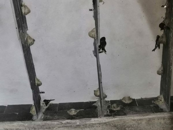 Chuyên yến thô trên đá chất lượng cao - Yến Sào Tấn Hưng